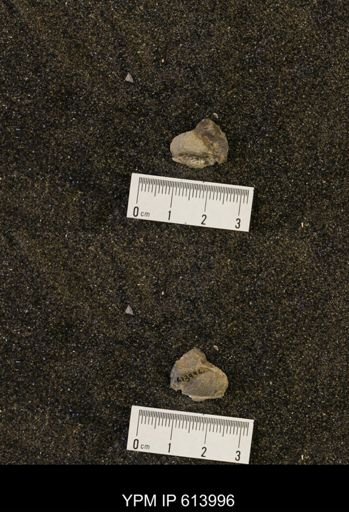 undet. Mollusca