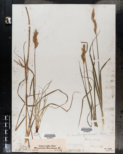 Carex muskingumensis