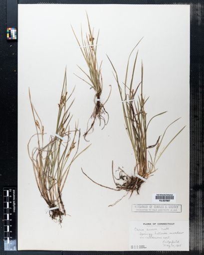 Carex aurea