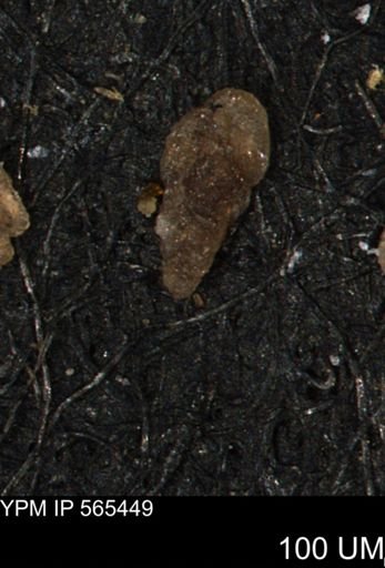 Verneuilina canadensis