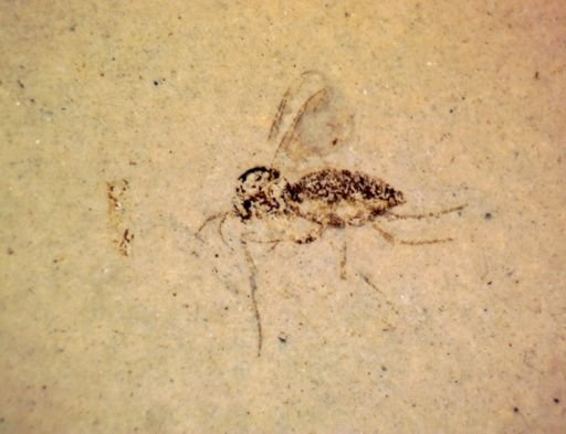 undet. Diptera