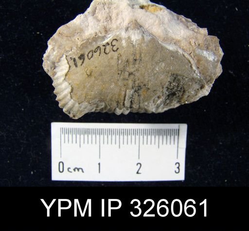 Uncinulus wangenheimi