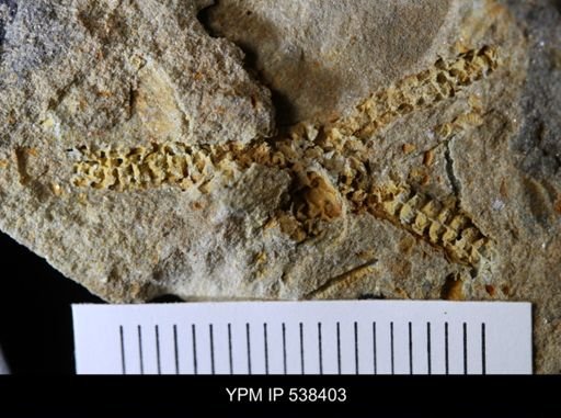 undet. Stelleroidea