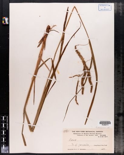Carex