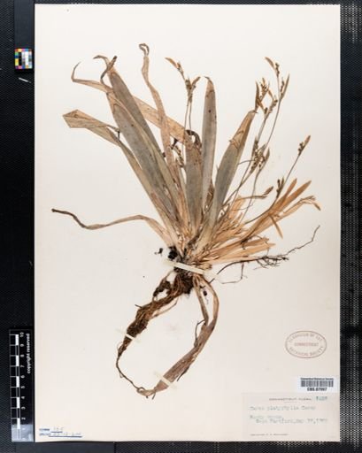 Carex platyphylla