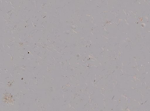 Haliclona