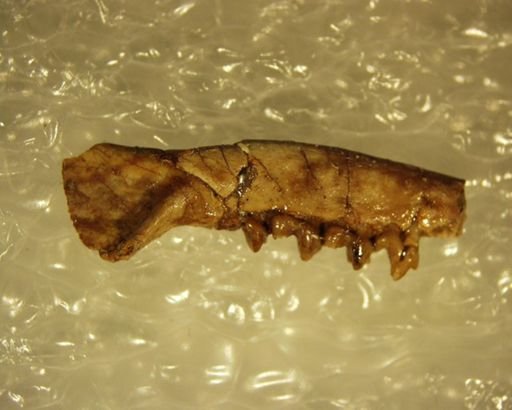 Adunator meizon