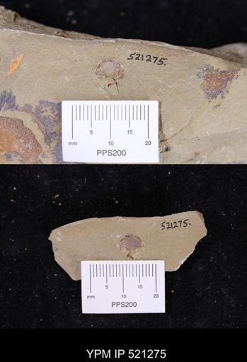 Phyllocystis?