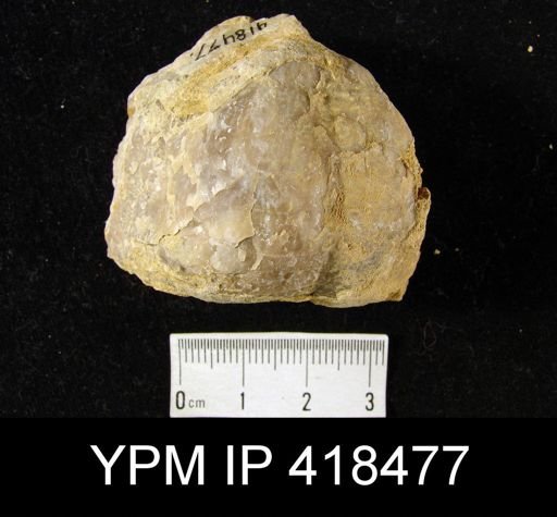 undet. Echinoconchidae