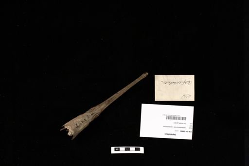 Lepisosteus