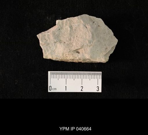 Hexapoda