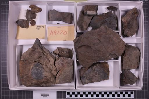 mixed taxa, stratigraphic collection