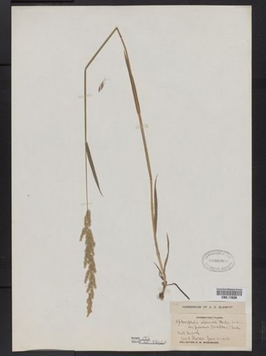 Sphenopholis obtusata