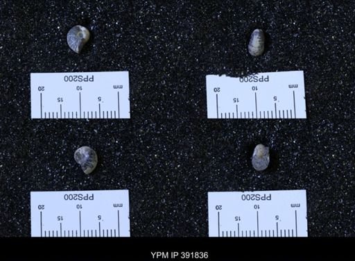 Scaphites whitfieldi