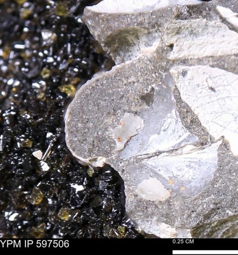 Limopsis striatopunctatus