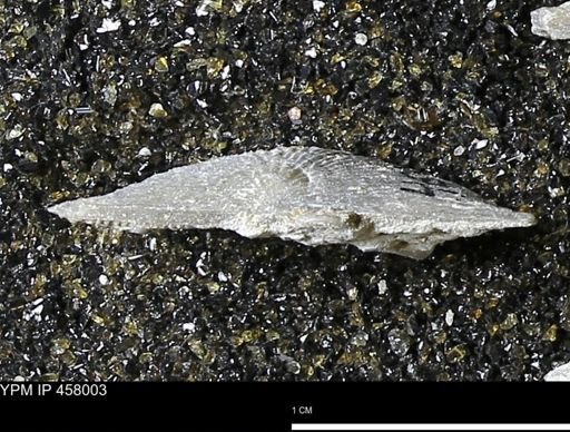 Strophodonta sp.