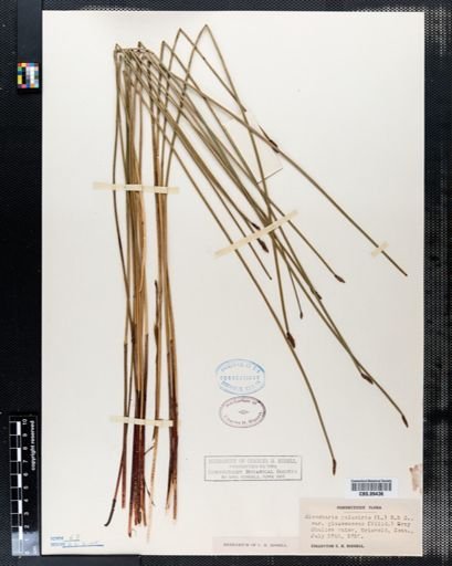 Eleocharis palustris