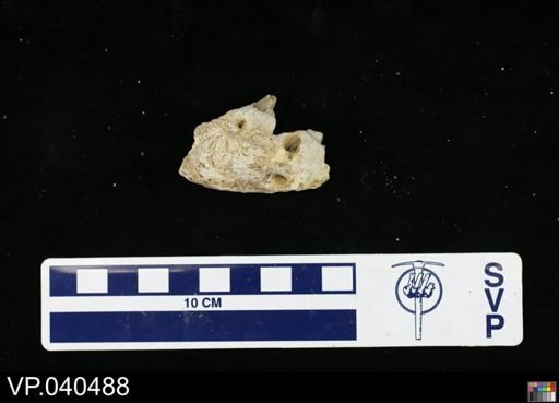 Platecarpus sp.