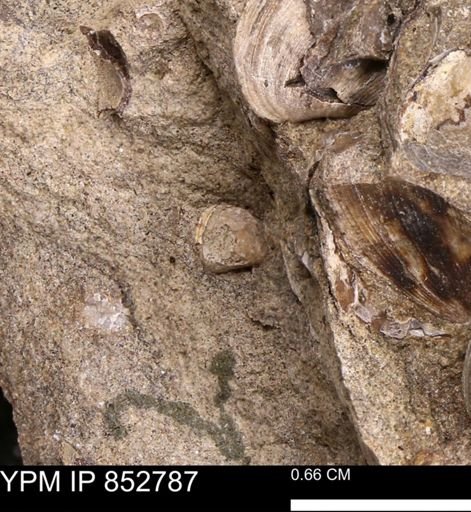 Limopsis striatopunctatus