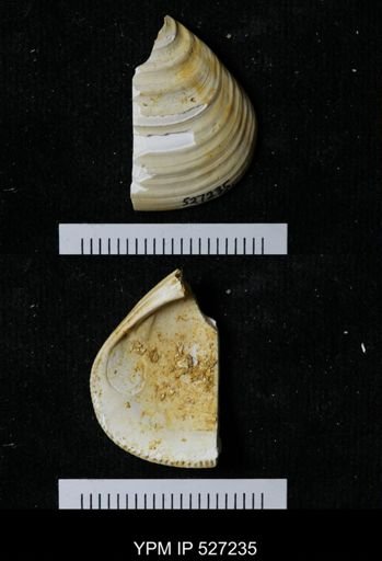 Astarte omalii