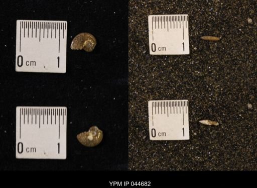 Sphenodiscus lenticularis