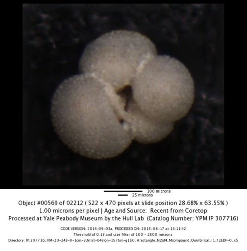 Globigerina bulloides