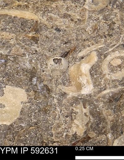 undet. Gastropoda