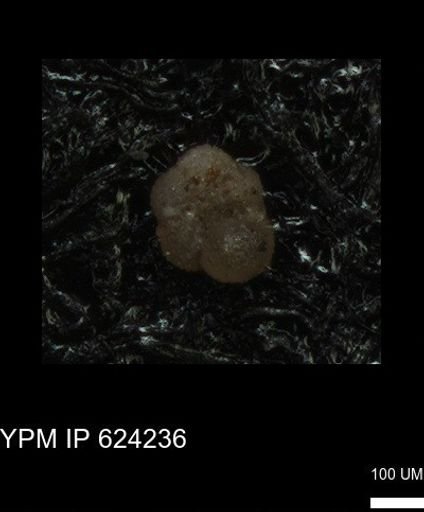 undet. Foraminiferida