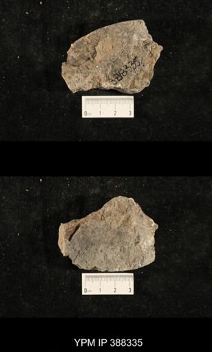 Myalina sp.