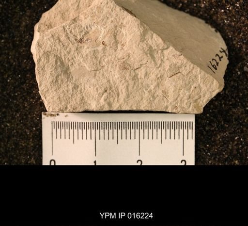 Hexapoda