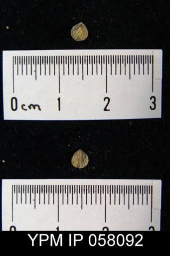 Anoplotheca concava