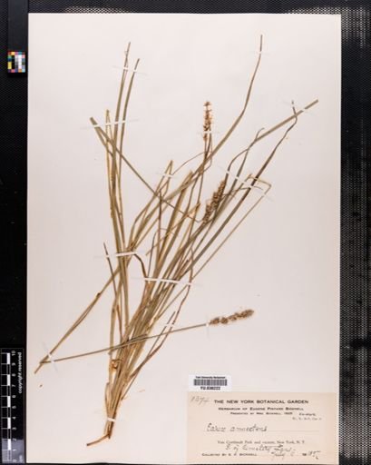 Carex annectens