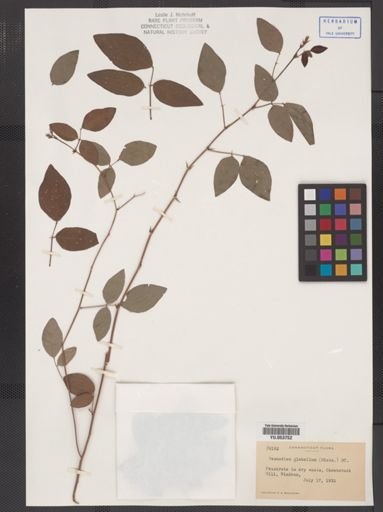 Desmodium glabellum