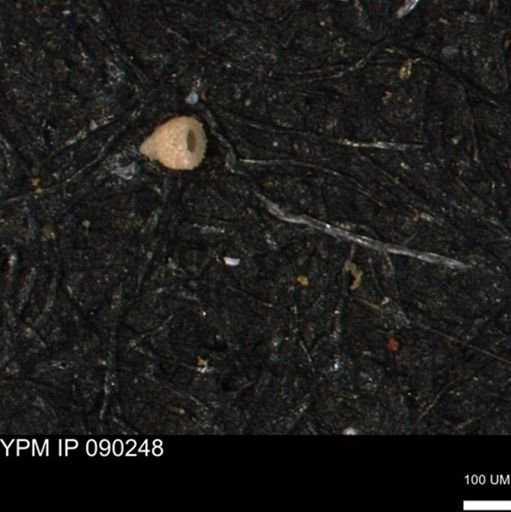 Clathrocyclas (Clathrocyclas) irrasa