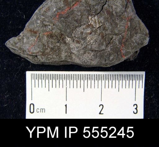 Productus cora