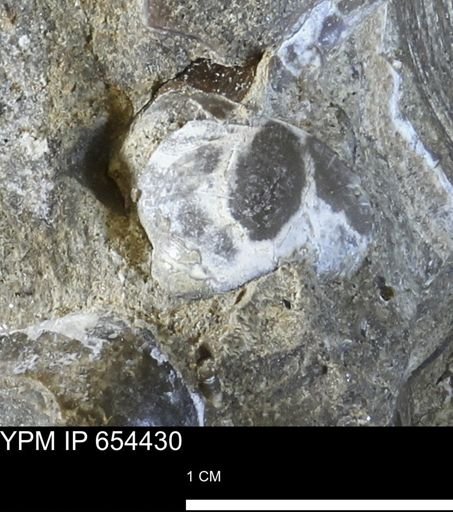 Mollusca