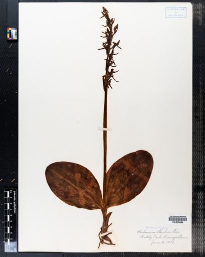Habenaria hookeri
