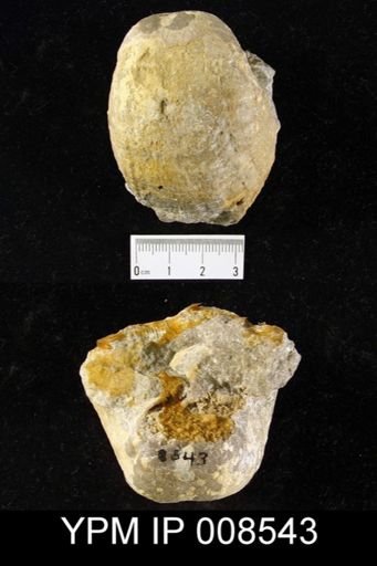 Echinoconchus sp.