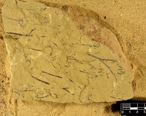 Psilophyton forbesii
