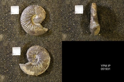 Hoploscaphites comprimus