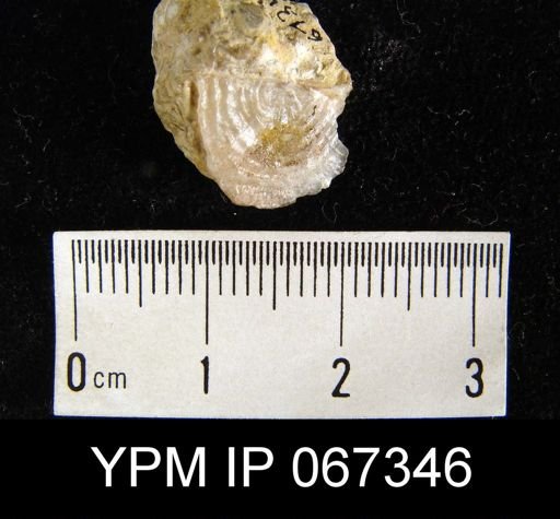 Leptaena rhomboidalis