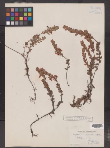 Vaccinium macrocarpon