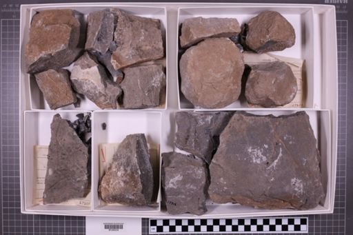 mixed taxa, stratigraphic collection