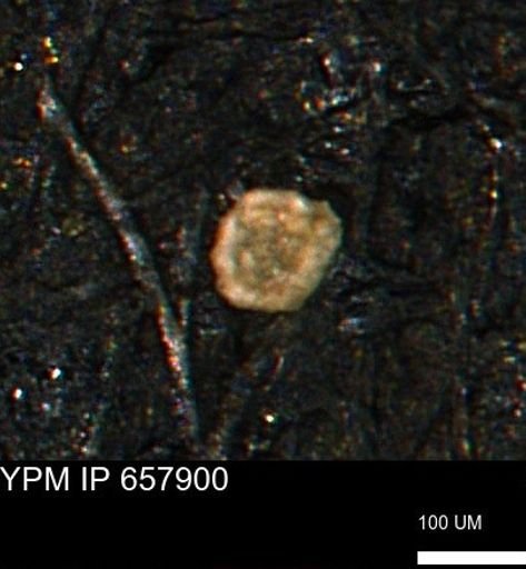 Spirolocammina planula