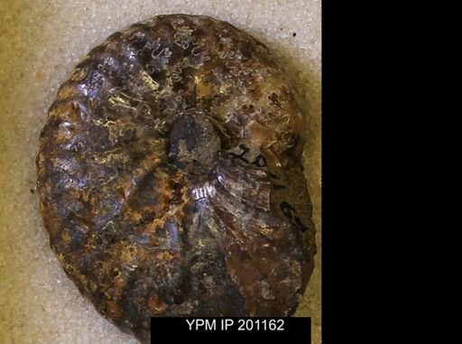 Hoploscaphites comprimus