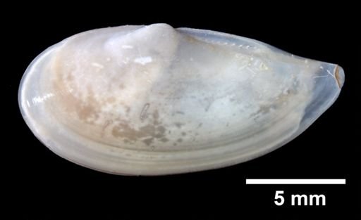 Yoldia limatula
