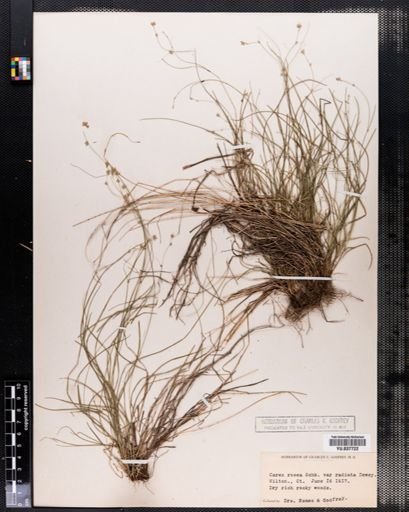 Carex rosea