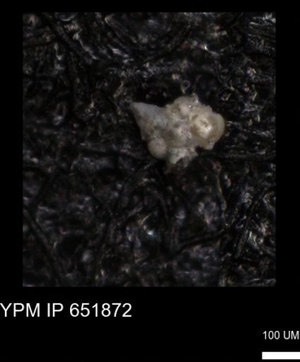 undet. Heterohelicidae
