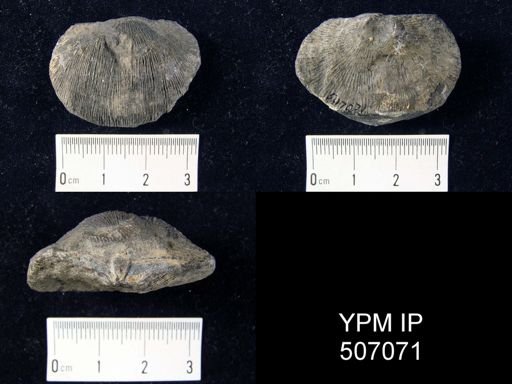 Schuchertella deckerensis