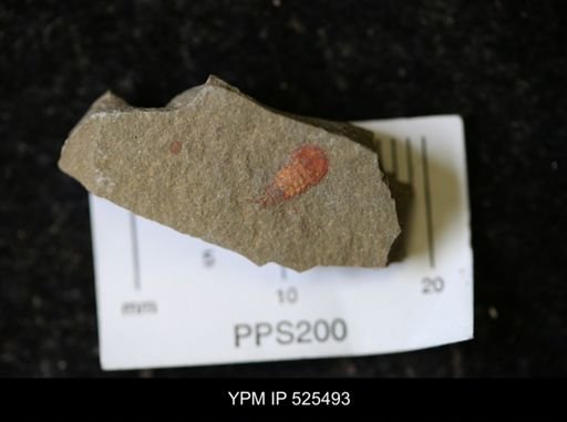 undet. Synziphosurina